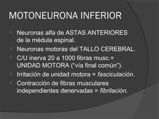 MOTONEURONA INFERIOR
 Neuronas alfa de ASTAS ANTERIORES
de la médula espinal.
 Neuronas motoras del TALLO CEREBRAL.
 C/U inerva 20 a 1000 fibras musc.=
UNIDAD MOTORA (“vía final común”).
 Irritación de unidad motora = fasciculación.
 Contracción de fibras musculares
independientes denervadas = fibrilación.
 