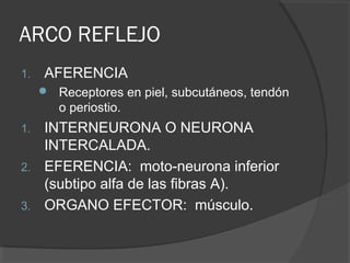 ARCO REFLEJO
1. AFERENCIA
 Receptores en piel, subcutáneos, tendón
o periostio.
1. INTERNEURONA O NEURONA
INTERCALADA.
2. EFERENCIA: moto-neurona inferior
(subtipo alfa de las fibras A).
3. ORGANO EFECTOR: músculo.
 