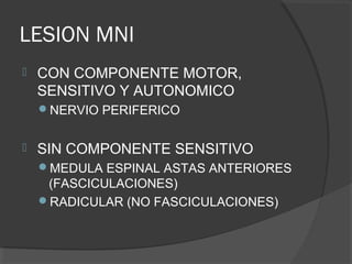 LESION MNI
 CON COMPONENTE MOTOR,
SENSITIVO Y AUTONOMICO
NERVIO PERIFERICO
 SIN COMPONENTE SENSITIVO
MEDULA ESPINAL ASTAS ANTERIORES
(FASCICULACIONES)
RADICULAR (NO FASCICULACIONES)
 