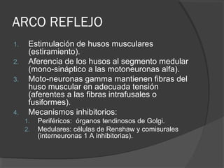 ARCO REFLEJO
1. Estimulación de husos musculares
(estiramiento).
2. Aferencia de los husos al segmento medular
(mono-sináptico a las motoneuronas alfa).
3. Moto-neuronas gamma mantienen fibras del
huso muscular en adecuada tensión
(aferentes a las fibras intrafusales o
fusiformes).
4. Mecanismos inhibitorios:
1. Periféricos: órganos tendinosos de Golgi.
2. Medulares: células de Renshaw y comisurales
(interneuronas 1 A inhibitorias).
 