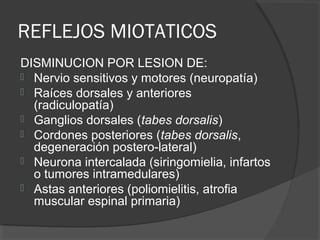 REFLEJOS MIOTATICOS
DISMINUCION POR LESION DE:
 Nervio sensitivos y motores (neuropatía)
 Raíces dorsales y anteriores
(radiculopatía)
 Ganglios dorsales (tabes dorsalis)
 Cordones posteriores (tabes dorsalis,
degeneración postero-lateral)
 Neurona intercalada (siringomielia, infartos
o tumores intramedulares)
 Astas anteriores (poliomielitis, atrofia
muscular espinal primaria)
 