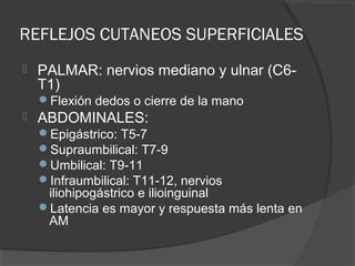 REFLEJOS CUTANEOS SUPERFICIALES
 PALMAR: nervios mediano y ulnar (C6-
T1)
Flexión dedos o cierre de la mano
 ABDOMINALES:
Epigástrico: T5-7
Supraumbilical: T7-9
Umbilical: T9-11
Infraumbilical: T11-12, nervios
iliohipogástrico e ilioinguinal
Latencia es mayor y respuesta más lenta en
AM
 
