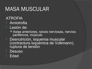 MASA MUSCULAR
ATROFIA
 Amiotrofia
 Lesión de:
Astas anteriores, raíces nerviosas, nervios
periféricos, músculo
 Desnutrición, isquemia muscular
(contractura isquémica de Volkmann),
ruptura de tendón
 Desuso
 Edad
 