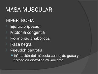 MASA MUSCULAR
HIPERTROFIA
 Ejercicio (pesas)
 Miotonía congéntia
 Hormonas anabólicas
 Raza negra
 Pseudohipertrofia
Infiltración del músculo con tejido graso y
fibroso en distrofias musculares
 