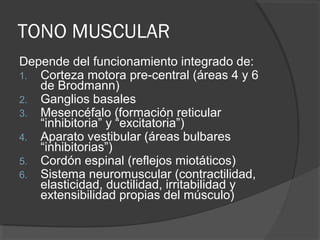 TONO MUSCULAR
Depende del funcionamiento integrado de:
1. Corteza motora pre-central (áreas 4 y 6
de Brodmann)
2. Ganglios basales
3. Mesencéfalo (formación reticular
“inhibitoria” y “excitatoria”)
4. Aparato vestibular (áreas bulbares
“inhibitorias”)
5. Cordón espinal (reflejos miotáticos)
6. Sistema neuromuscular (contractilidad,
elasticidad, ductilidad, irritabilidad y
extensibilidad propias del músculo)
 