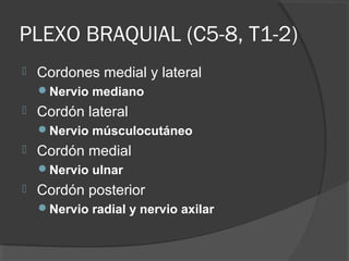 PLEXO BRAQUIAL (C5-8, T1-2)
 Cordones medial y lateral
Nervio mediano
 Cordón lateral
Nervio músculocutáneo
 Cordón medial
Nervio ulnar
 Cordón posterior
Nervio radial y nervio axilar
 