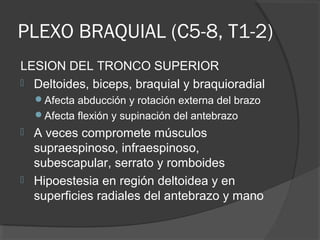 PLEXO BRAQUIAL (C5-8, T1-2)
LESION DEL TRONCO SUPERIOR
 Deltoides, biceps, braquial y braquioradial
Afecta abducción y rotación externa del brazo
Afecta flexión y supinación del antebrazo
 A veces compromete músculos
supraespinoso, infraespinoso,
subescapular, serrato y romboides
 Hipoestesia en región deltoidea y en
superficies radiales del antebrazo y mano
 