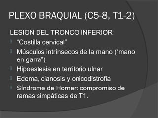 PLEXO BRAQUIAL (C5-8, T1-2)
LESION DEL TRONCO INFERIOR
 “Costilla cervical”
 Músculos intrínsecos de la mano (“mano
en garra”)
 Hipoestesia en territorio ulnar
 Edema, cianosis y onicodistrofia
 Síndrome de Horner: compromiso de
ramas simpáticas de T1.
 