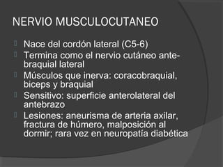 NERVIO MUSCULOCUTANEO
 Nace del cordón lateral (C5-6)
 Termina como el nervio cutáneo ante-
braquial lateral
 Músculos que inerva: coracobraquial,
biceps y braquial
 Sensitivo: superficie anterolateral del
antebrazo
 Lesiones: aneurisma de arteria axilar,
fractura de húmero, malposición al
dormir; rara vez en neuropatía diabética
 