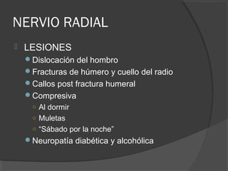 NERVIO RADIAL
 LESIONES
Dislocación del hombro
Fracturas de húmero y cuello del radio
Callos post fractura humeral
Compresiva
○ Al dormir
○ Muletas
○ “Sábado por la noche”
Neuropatía diabética y alcohólica
 