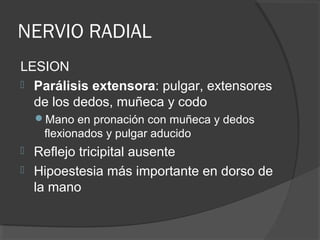 NERVIO RADIAL
LESION
 Parálisis extensora: pulgar, extensores
de los dedos, muñeca y codo
Mano en pronación con muñeca y dedos
flexionados y pulgar aducido
 Reflejo tricipital ausente
 Hipoestesia más importante en dorso de
la mano
 