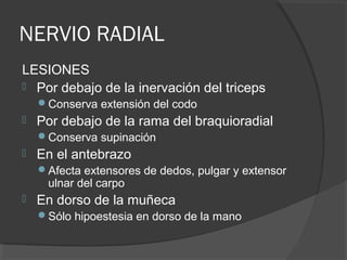 NERVIO RADIAL
LESIONES
 Por debajo de la inervación del triceps
Conserva extensión del codo
 Por debajo de la rama del braquioradial
Conserva supinación
 En el antebrazo
Afecta extensores de dedos, pulgar y extensor
ulnar del carpo
 En dorso de la muñeca
Sólo hipoestesia en dorso de la mano
 