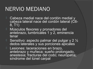 NERVIO MEDIANO
 Cabeza medial nace del cordón medial y
cabeza lateral nace del cordón lateral (C6-
8, T1)
 Músculos flexores y pronadores del
antebrazo, lumbricales 1 y 2, eminencia
tenar
 Sensitivo: aspecto palmar del pulgar y 2 ½
dedos laterales y sus porciones apicales
 Lesiones: laceraciones en brazo,
antebrazo y muñeca; sueño prolongado,
anestesia; fracturas del codo; neuropatía;
síndrome del túnel carpal
 