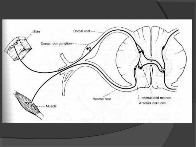 37.motoneurona superior e_inferior