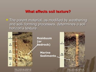 What affects soil texture?What affects soil texture?
 The parent material, as modified by weatheringThe parent material, as modified by weathering
and soil- forming processes, determines a soiland soil- forming processes, determines a soil
horizon’s texture.horizon’s texture.
http://soils.ag.uidaho.ed
u/soilorders/aridisols_07.
http://soils.ag.uidaho.ed
u/soilorders/ultisols_01.h
Residuum
(or
bedrock)
Marine
Sediments
 