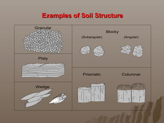 Granular
Platy
Blocky
(Angular)(Subangular)
Wedge
ColumnarPrismatic
Examples of Soil StructureExamples of Soil Structure
 