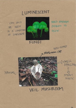 Scrapebook Taman Negara