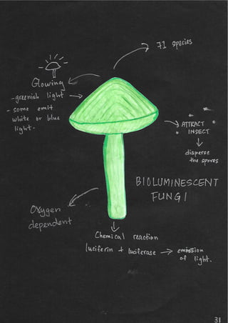 Scrapebook Taman Negara