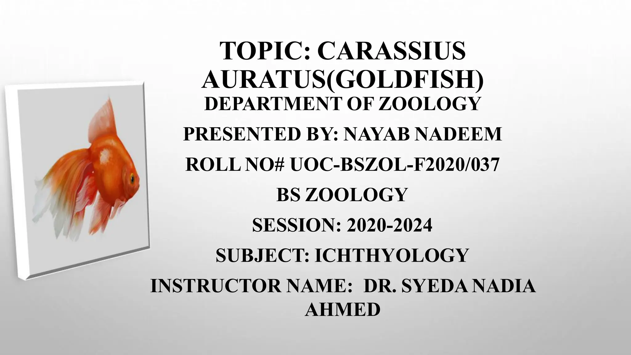 View of Goldfish Introduction , Morphology & its behaviour characteristics | PDF