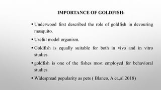 Goldfish Introduction , Morphology & its behaviour characteristics | PDF