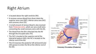 37.imaging of cardiac anatomy and pericardium.pptx