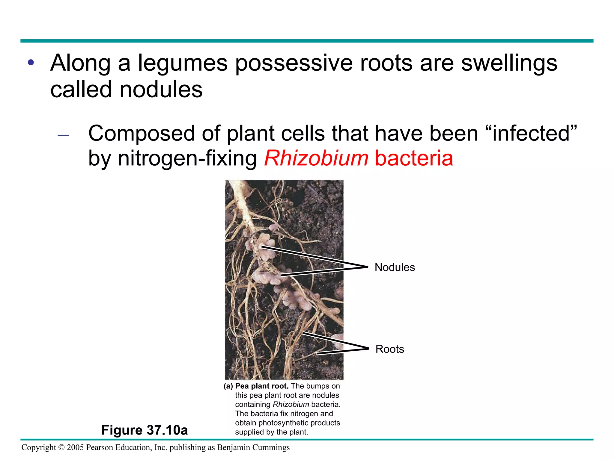 Along a legumes possessive roots are swellings called nodules Composed of plant cells that have been “infected” by nitrogen-fixing  Rhizobium  bacteria Figure 37.10a (a) Pea plant root.  The bumps on this pea plant root are nodules containing  Rhizobium  bacteria. The bacteria fix nitrogen and  obtain photosynthetic products supplied by the plant. Nodules Roots 