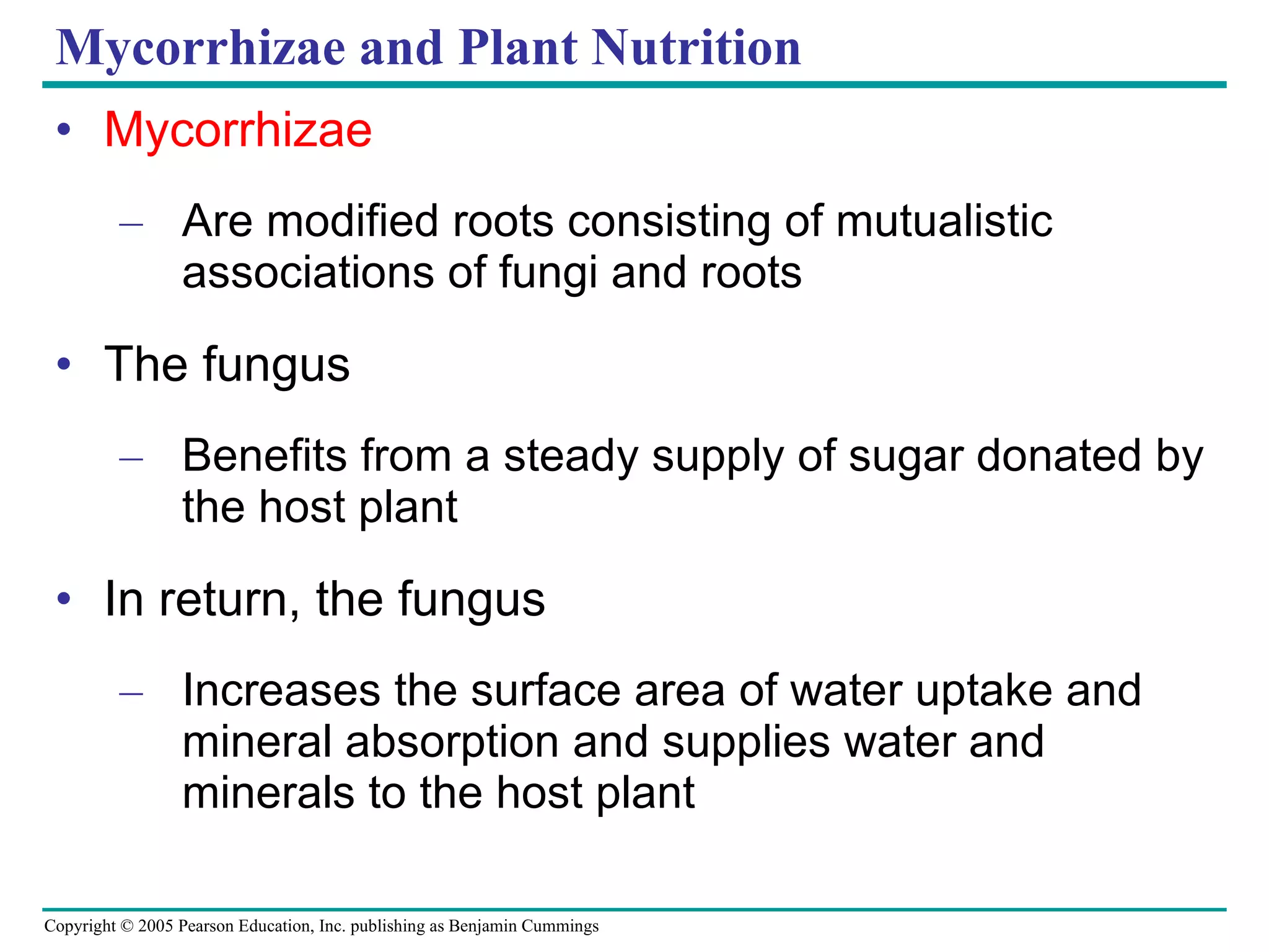 Mycorrhizae and Plant Nutrition Mycorrhizae Are modified roots consisting of mutualistic associations of fungi and roots The fungus Benefits from a steady supply of sugar donated by the host plant In return, the fungus Increases the surface area of water uptake and mineral absorption and supplies water and minerals to the host plant 
