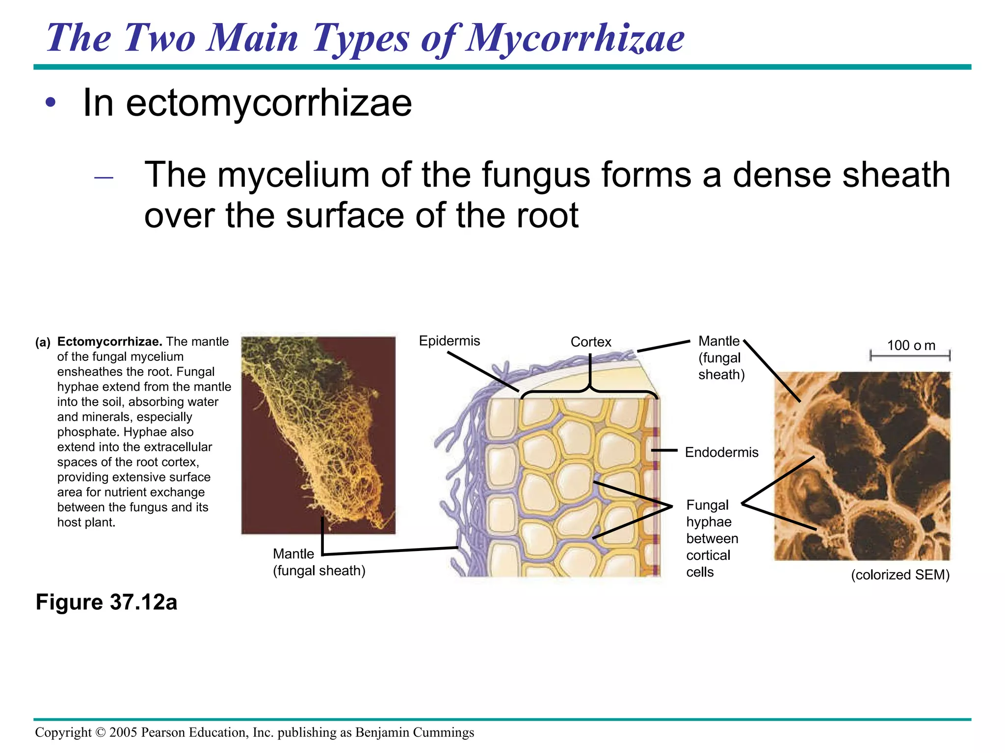 The Two Main Types of Mycorrhizae In ectomycorrhizae The mycelium of the fungus forms a dense sheath over the surface of the root Figure 37.12a a Ectomycorrhizae.  The mantle of the fungal mycelium ensheathes the root. Fungal hyphae extend from the mantle into the soil, absorbing water and minerals, especially phosphate. Hyphae also extend into the extracellular spaces of the root cortex, providing extensive surface area for nutrient exchange between the fungus and its host plant. Mantle (fungal sheath) Epidermis Cortex Mantle (fungal sheath) Endodermis Fungal hyphae between cortical cells (colorized SEM) 100 m (a) 