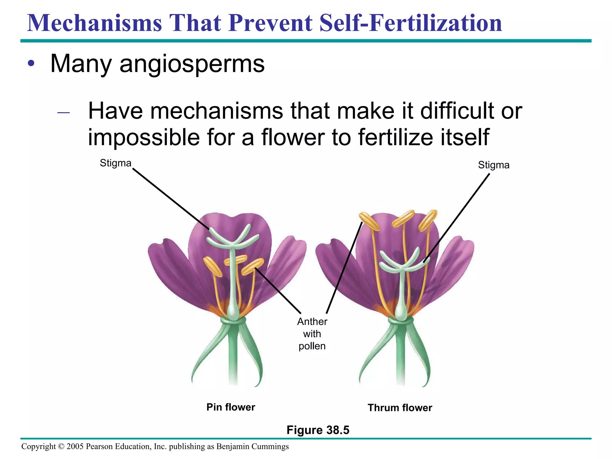 Mechanisms That Prevent Self-Fertilization Many angiosperms Have mechanisms that make it difficult or impossible for a flower to fertilize itself Figure 38.5 Stigma Anther with pollen Stigma Pin flower Thrum flower 