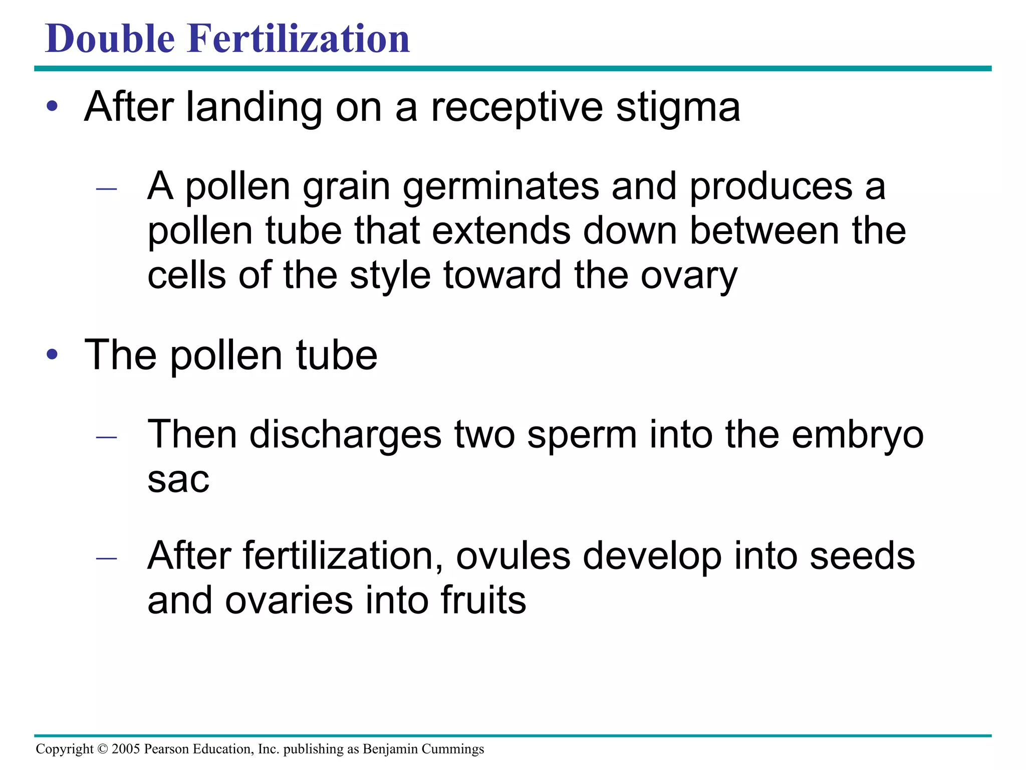 Double Fertilization After landing on a receptive stigma A pollen grain germinates and produces a pollen tube that extends down between the cells of the style toward the ovary The pollen tube Then discharges two sperm into the embryo sac After fertilization, ovules develop into seeds and ovaries into fruits 