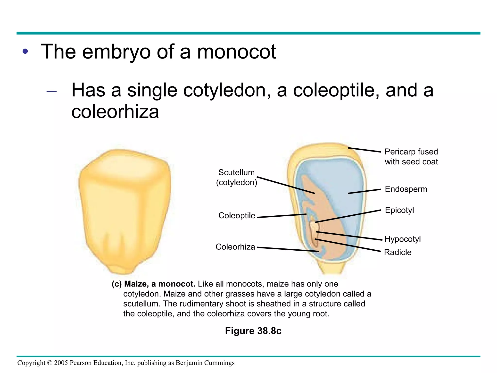 The embryo of a monocot Has a single cotyledon, a coleoptile, and a coleorhiza Figure 38.8c (c)   Maize, a monocot.  Like all monocots, maize has only one cotyledon. Maize and other grasses have a large cotyledon called a scutellum. The rudimentary shoot is sheathed in a structure called the coleoptile, and the coleorhiza covers the young root. Scutellum (cotyledon) Coleoptile Coleorhiza Pericarp fused with seed coat Endosperm Epicotyl Hypocotyl Radicle 