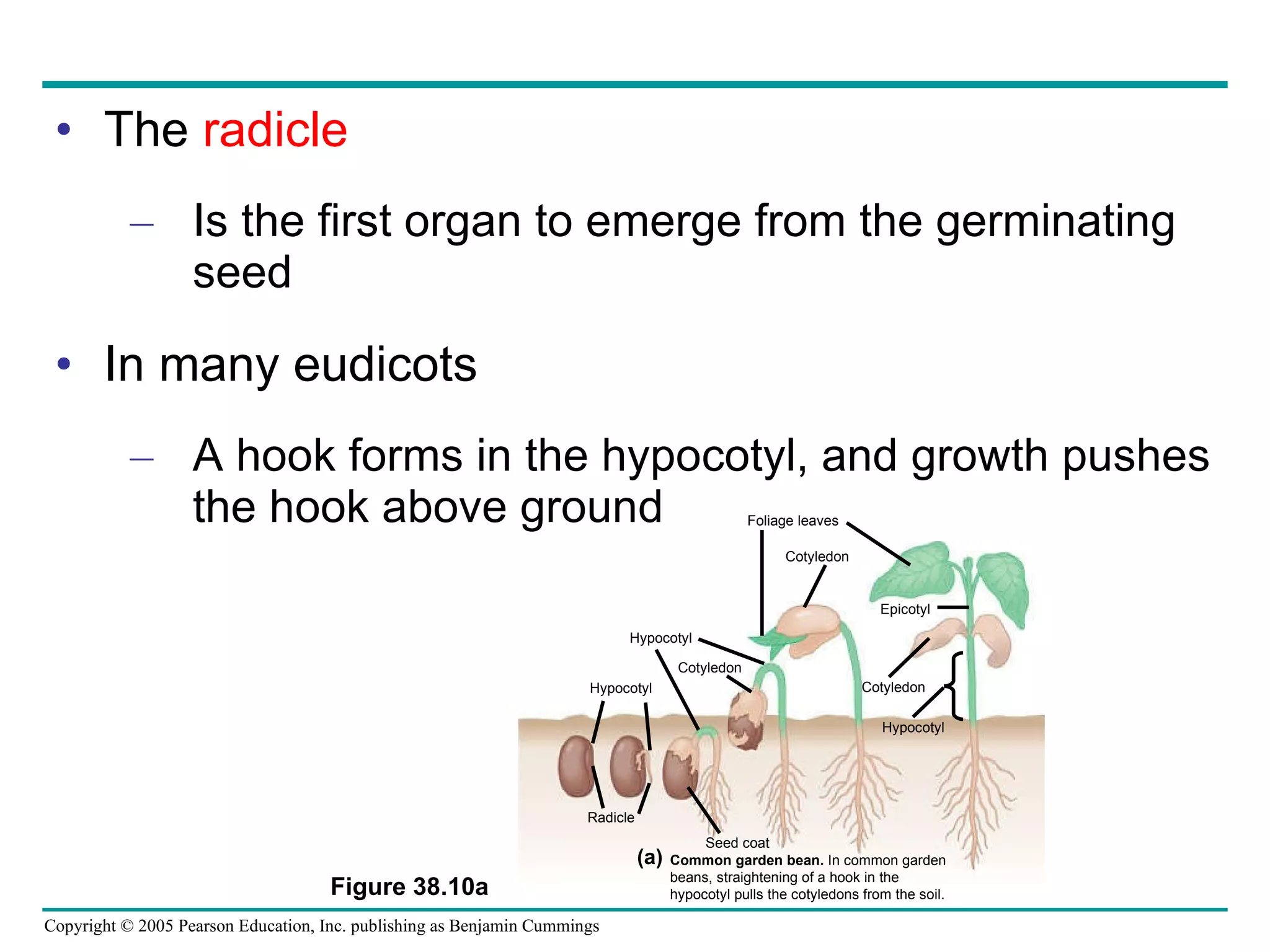 The  radicle Is the first organ to emerge from the germinating seed In many eudicots A hook forms in the hypocotyl, and growth pushes the hook above ground Figure 38.10a Foliage leaves Cotyledon Hypocotyl Radicle Epicotyl Seed coat Cotyledon Hypocotyl Cotyledon Hypocotyl Common garden bean.  In common garden  beans, straightening of a hook in the  hypocotyl pulls the cotyledons from the soil. (a) 