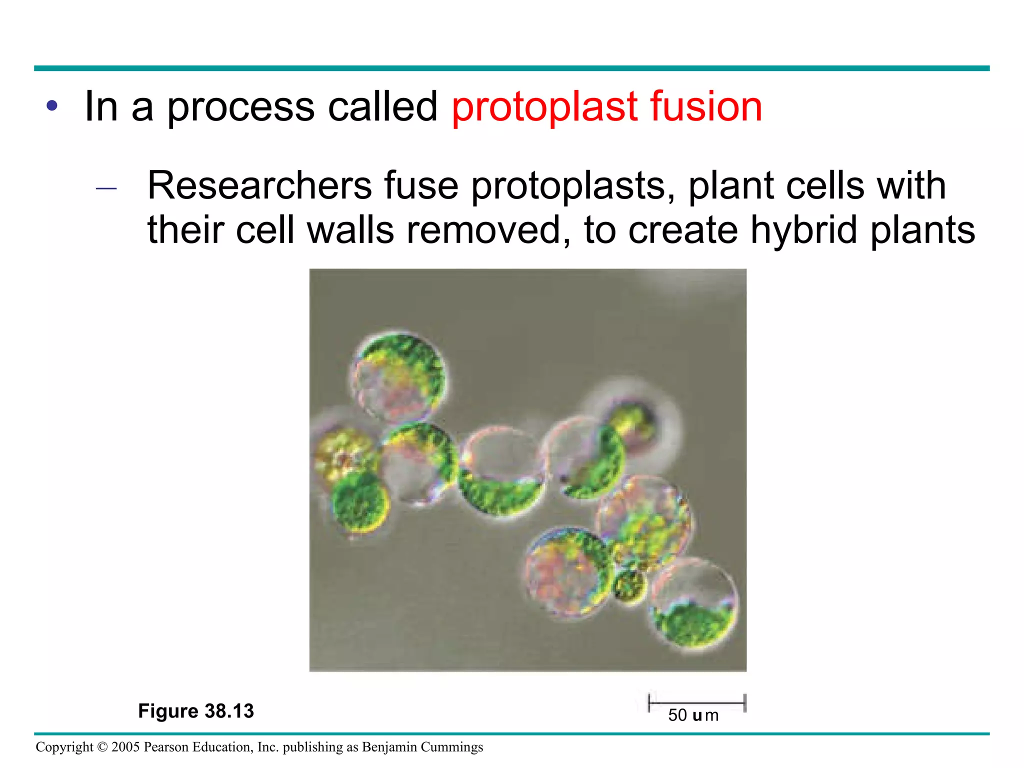 In a process called  protoplast fusion Researchers fuse protoplasts, plant cells with their cell walls removed, to create hybrid plants Figure 38.13 50 m 