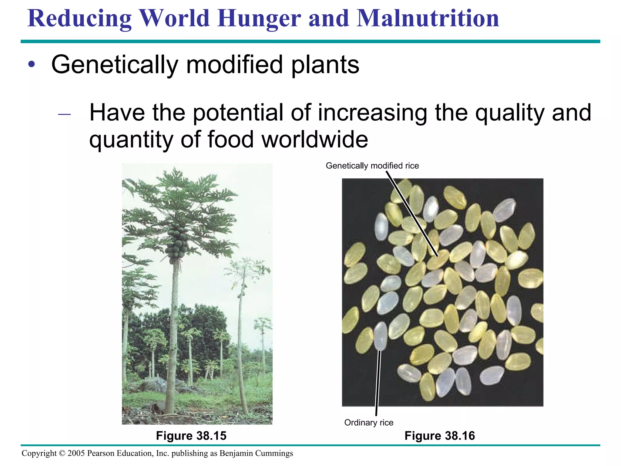 Reducing World Hunger and Malnutrition Genetically modified plants Have the potential of increasing the quality and quantity of food worldwide Figure 38.15 Ordinary rice Genetically modified rice Figure 38.16 