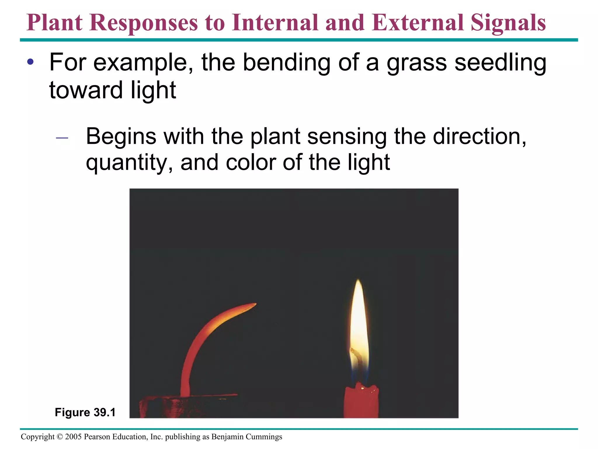 Plant Responses to Internal and External Signals For example, the bending of a grass seedling toward light Begins with the plant sensing the direction, quantity, and color of the light Figure 39.1 