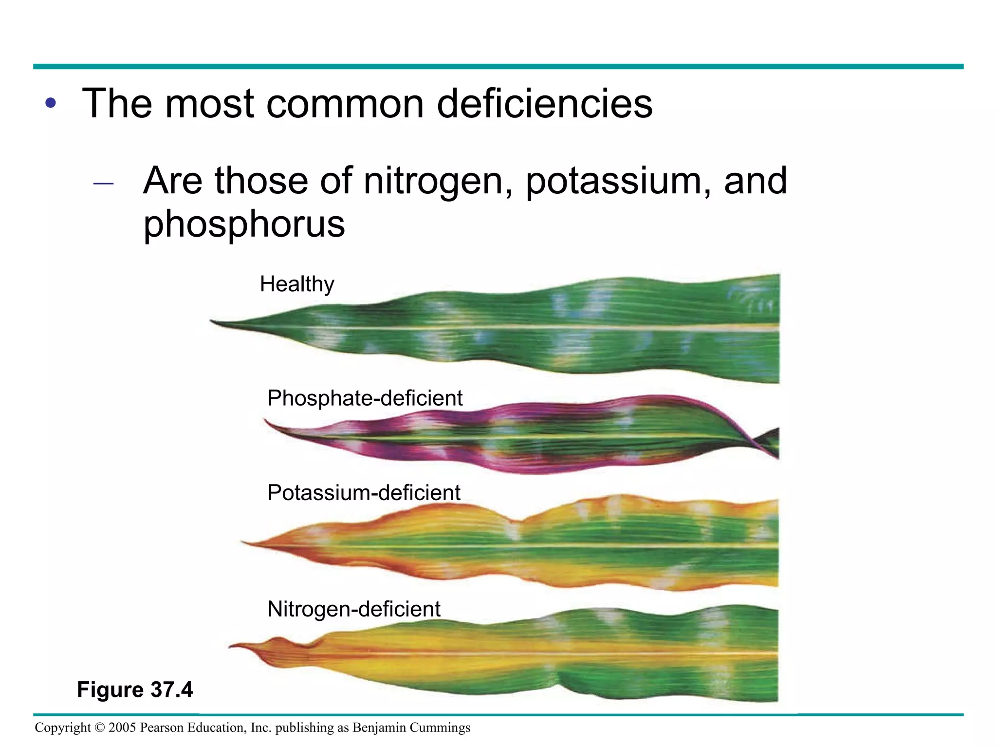 The most common deficiencies Are those of nitrogen, potassium, and phosphorus Figure 37.4 Phosphate-deficient Healthy Potassium-deficient Nitrogen-deficient 