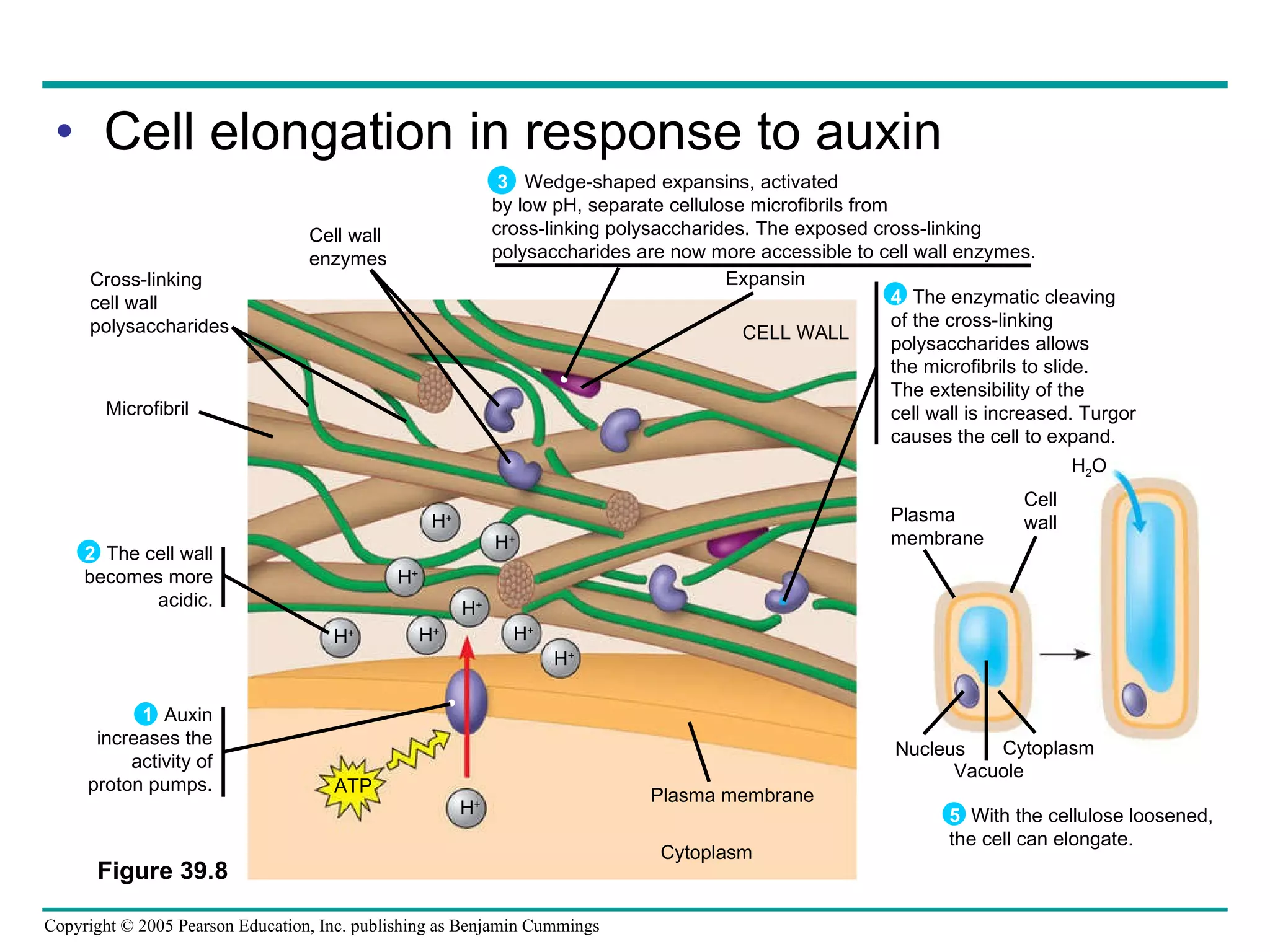 Cell elongation in response to auxin Figure 39.8  Expansin CELL WALL Cell wall enzymes Cross-linking cell wall polysaccharides Microfibril H + H + H + H + H + H + H + H + H + ATP Plasma membrane Plasma membrane Cell wall Nucleus Vacuole Cytoplasm H 2 O Cytoplasm 1   Auxin increases the activity of proton pumps. 4   The enzymatic cleaving of the cross-linking polysaccharides allows the microfibrils to slide. The extensibility of the cell wall is increased. Turgor causes the cell to expand. 2   The cell wall becomes more acidic. 5   With the cellulose loosened, the cell can elongate. 3  Wedge-shaped expansins, activated by low pH, separate cellulose microfibrils from cross-linking polysaccharides. The exposed cross-linking polysaccharides are now more accessible to cell wall enzymes. 