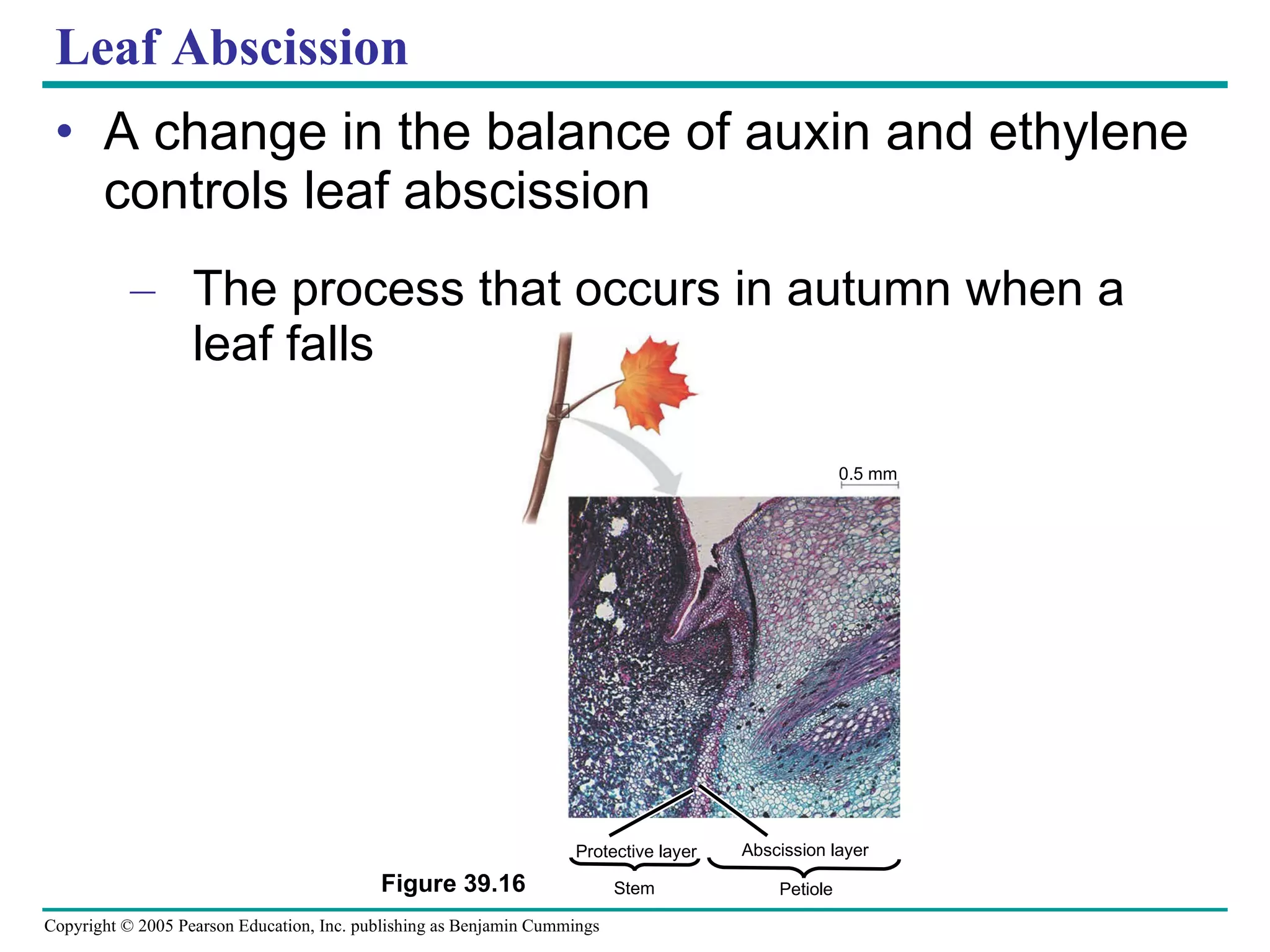 Leaf Abscission A change in the balance of auxin and ethylene controls leaf abscission The process that occurs in autumn when a leaf falls Figure 39.16 0.5 mm Protective layer Abscission layer Stem Petiole 