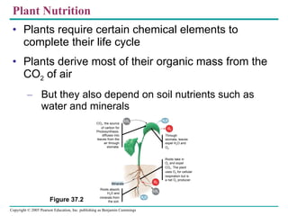 Plant Nutrition ,[object Object],[object Object],[object Object],Figure 37.2 CO 2 , the source of carbon for Photosynthesis, diffuses into leaves from the air through stomata. Through stomata, leaves expel H 2 O and O 2 . H 2 O O 2 CO 2 Roots take in O 2  and expel CO 2 . The plant uses O 2  for cellular respiration but is  a net O 2  producer. O 2 CO 2 H 2 O Roots absorb H 2 O and minerals from the soil. Minerals 