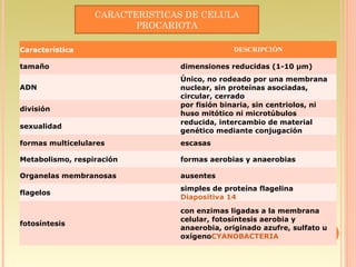 CARACTERISTICAS DE CELULA
                         PROCARIOTA

Característica                               DESCRIPCIÓN

tamaño                          dimensiones reducidas (1-10 µm)
                                Único, no rodeado por una membrana
ADN                             nuclear, sin proteínas asociadas,
                                circular, cerrado
                                por fisión binaria, sin centriolos, ni
división
                                huso mitótico ni microtúbulos
                                reducida, intercambio de material
sexualidad
                                genético mediante conjugación
formas multicelulares           escasas

Metabolismo, respiración        formas aerobias y anaerobias

Organelas membranosas           ausentes
                                simples de proteína flagelina
flagelos
                                Diapositiva 14
                                con enzimas ligadas a la membrana
                                celular, fotosíntesis aerobia y
fotosíntesis
                                anaerobia, originado azufre, sulfato u
                                oxígenoCYANOBACTERIA
 