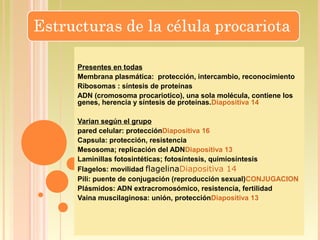 Presentes en todas
Membrana plasmática: protección, intercambio, reconocimiento
Ribosomas : síntesis de proteínas
ADN (cromosoma procariotico), una sola molécula, contiene los
genes, herencia y síntesis de proteínas.Diapositiva 14

Varian según el grupo
pared celular: protecciónDiapositiva 16
Capsula: protección, resistencia
Mesosoma; replicación del ADNDiapositiva 13
Laminillas fotosintéticas; fotosíntesis, quimiosíntesis
Flagelos: movilidad flagelinaDiapositiva 14
Pili: puente de conjugación (reproducción sexual)CONJUGACION
Plásmidos: ADN extracromosómico, resistencia, fertilidad
Vaina muscilaginosa: unión, protecciónDiapositiva 13
 
