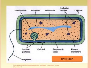 BACTERIA

http://www.unavarra.es/genmic/microgral/01_morfologia_y_estructura_tpc.pdf
Diapositiva 11
 