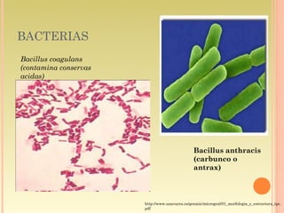 BACTERIAS
Bacillus coagulans
(contamina conservas
acidas)




                                                Bacillus anthracis
                                                (carbunco o
                                                antrax)



                       http://www.unavarra.es/genmic/microgral/01_morfologia_y_estructura_tpc.
                       pdf
 