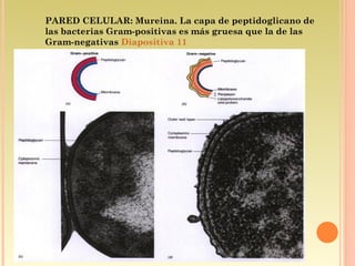 PARED CELULAR: Mureina. La capa de peptidoglicano de
las bacterias Gram-positivas es más gruesa que la de las
Gram-negativas Diapositiva 11
 