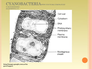CYANOBACTERIA                 WWW.YOUTUBE.COM/WATCH?
   V=KCFJXYZGH20
   DIAPOSITIVA 10




http://images.google.com.ar/im
gres?imgurl
 