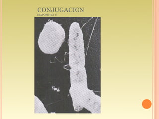 CONJUGACION
DIAPOSITIVA 11
 