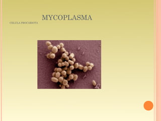 MYCOPLASMA
CELULA PROCARIOTA
 