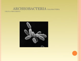 ARCHEOBACTERIA HALOBACTERIA
CELULA PROCARIOTA
 