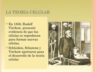 LA TEORIA CELULAR

 En 1858, Rudolf
  Virchow, presentó
  evidencia de que las
  células se reproducen
  para formar nuevas
  células.
 Schleiden, Schawnn y
  Virchow aportaron para
  el desarrollo de la teoría
  celular
 