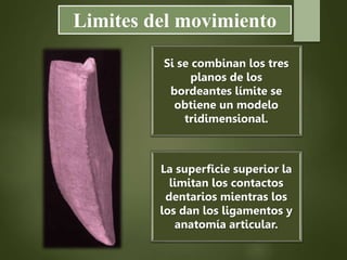Limites del movimiento
Si se combinan los tres
planos de los
bordeantes límite se
obtiene un modelo
tridimensional.
La superficie superior la
limitan los contactos
dentarios mientras los
los dan los ligamentos y
anatomía articular.
 